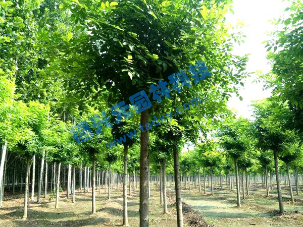 �c���鿴Ԕ����Ϣ���}����Ϟ ��x�Δ�(sh��)��2205