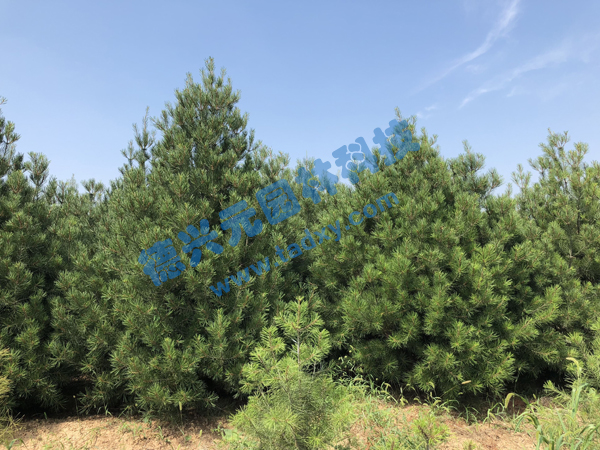 �c���鿴Ԕ����Ϣ���}����Ƥ�� ��x�Δ�(sh��)��2071