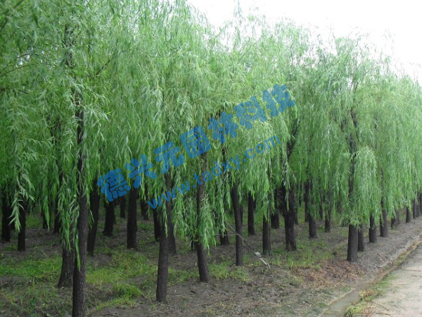 �c���鿴Ԕ����Ϣ���}������ ��x�Δ�(sh��)��2203