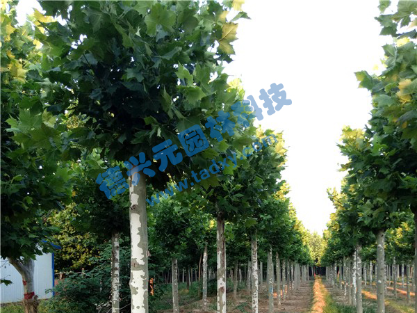 �c���鿴Ԕ����Ϣ���}����ͩ ��x�Δ�(sh��)��2172