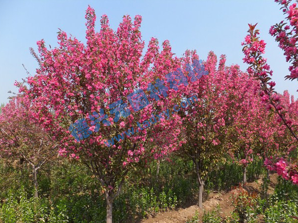 �c���鿴Ԕ����Ϣ���}������ ��x�Δ�(sh��)��2203