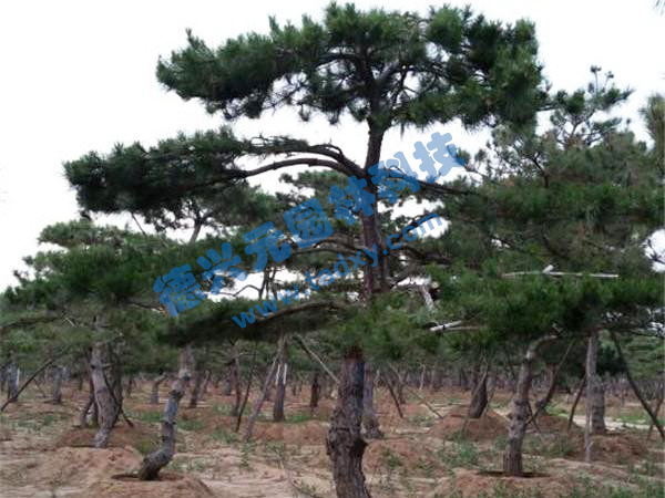 �c���鿴Ԕ����Ϣ���}������ ��x�Δ�(sh��)��2276