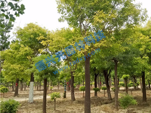 �c���鿴Ԕ��(x��)��Ϣ��(bi��o)�}�����~�� ��x�Δ�(sh��)��2156