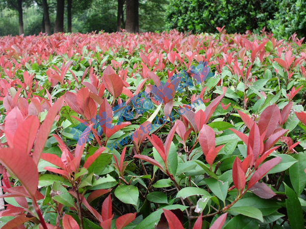 �c���鿴Ԕ����Ϣ���}���t�~ʯ� ��x�Δ�(sh��)��2262