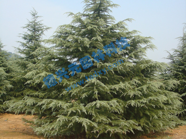 �c(di��n)���鿴Ԕ��(x��)��Ϣ��(bi��o)�}��ѩ�� ��x�Δ�(sh��)��1789