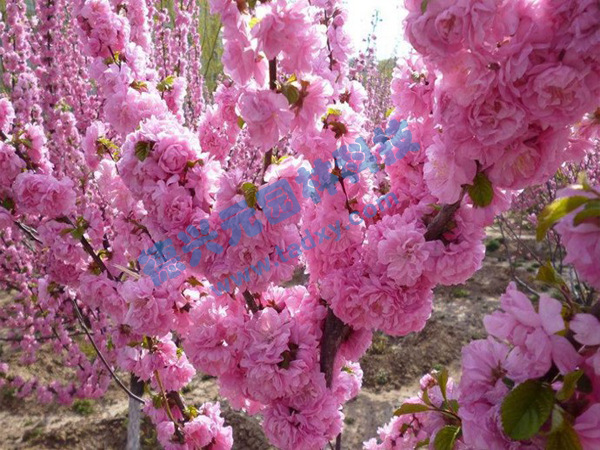 �c(di��n)���鿴Ԕ��(x��)��Ϣ��(bi��o)�}���ѻ� ��x�Δ�(sh��)��1824