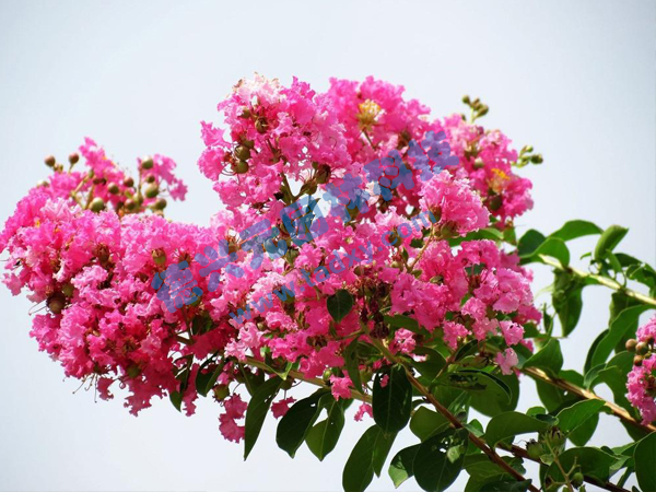 �c(di��n)���鿴Ԕ��(x��)��Ϣ��(bi��o)�}����ޱ ��x�Δ�(sh��)��1786